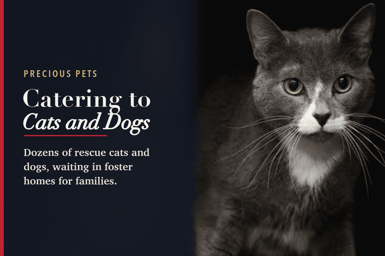 Card: a gray and white cat named Eli looking at the camera, beside the words Precious Pets, Catering to Cats and Dogs, Dozens of rescue cats and dogs, waiting in foster homes for families.