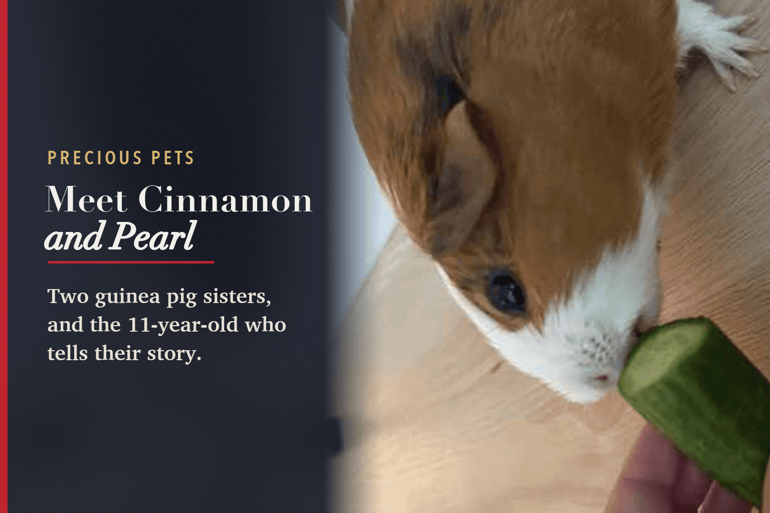 Card: a brown and white guinea pig taking a piece of cucumber from a hand, beside the words Precious Pets, Meet Cinnamon and Pearl, Two guinea pig sisters, and the 11-year-old who tells their story.